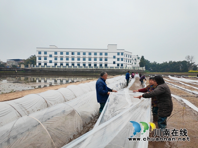 泸县:培新选优助增产 试验田育秧正当时(图2) 泸县水稻育种基地正在盖薄膜(曾佐然摄).jpg