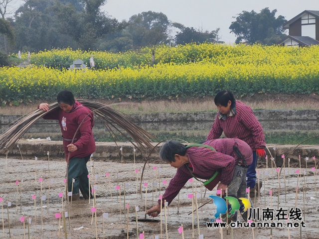 泸县:培新选优助增产 试验田育秧正当时(图3) 泸县水稻育种基地正在播种2(曾佐然摄).jpg