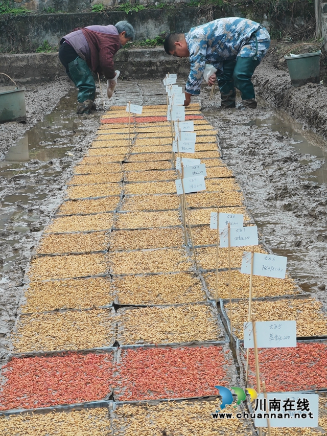 泸县:培新选优助增产 试验田育秧正当时(图4) 泸县水稻育种基地正在播种子(曾佐然摄).jpg
