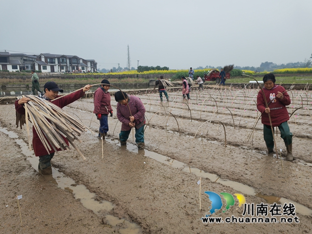 泸县:培新选优助增产 试验田育秧正当时(图5) 泸县水稻育种基地正在播种1(曾佐然摄).jpg
