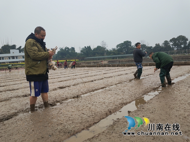 泸县:培新选优助增产 试验田育秧正当时(图6) 科技人员正在插标签(曾佐然摄).jpg