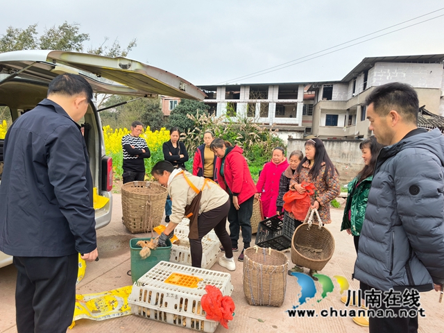 龙马潭区鱼塘街道:乡贤赠鸡苗,助力乡村振兴(图2) 2.jpg