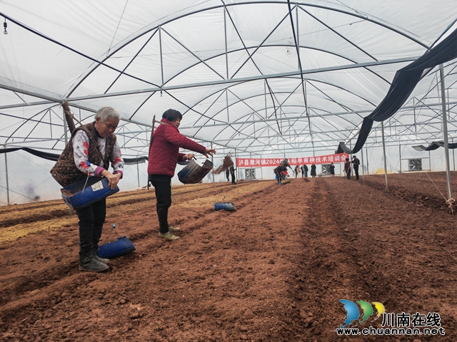 泸县：智能大棚旱育秧效率高效果好