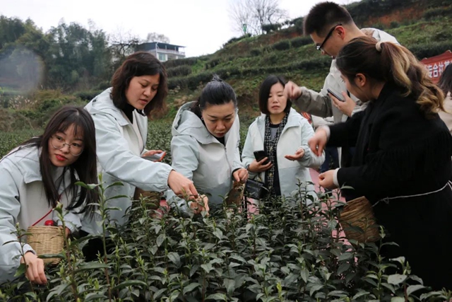 泸州市口岸物流办组织开展2024年“三八节”登山采茶活动