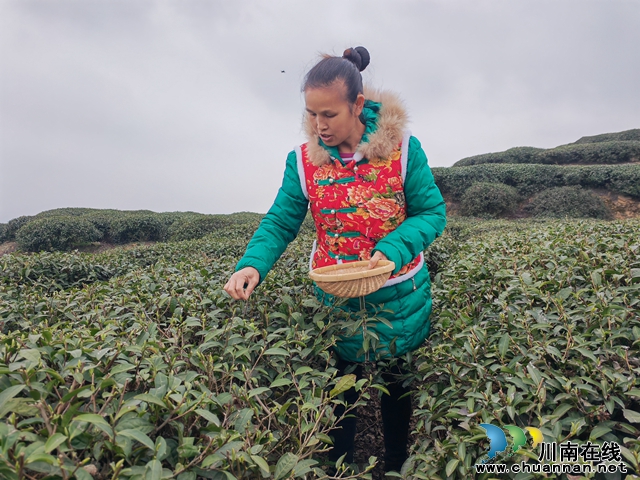 泸县：万寿茶山吐新绿  村民采茶制茶忙