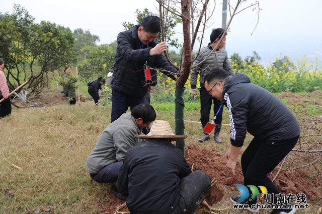 江阳区华阳街道：植树添新绿 代表齐参与