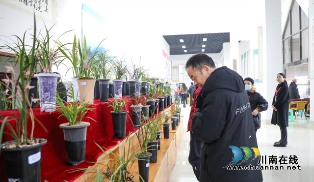 【创建天府旅游名县】共赴金色之约,同赏春日芳华!古蔺双沙第十五届菜花节开幕(图10) 10.jpg