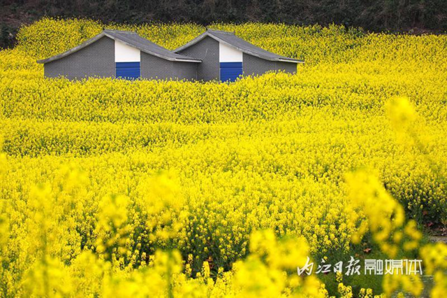 超级出片!内江城边这片“金色花海”等你来打卡(图4) 微信图片_20240311102438.png