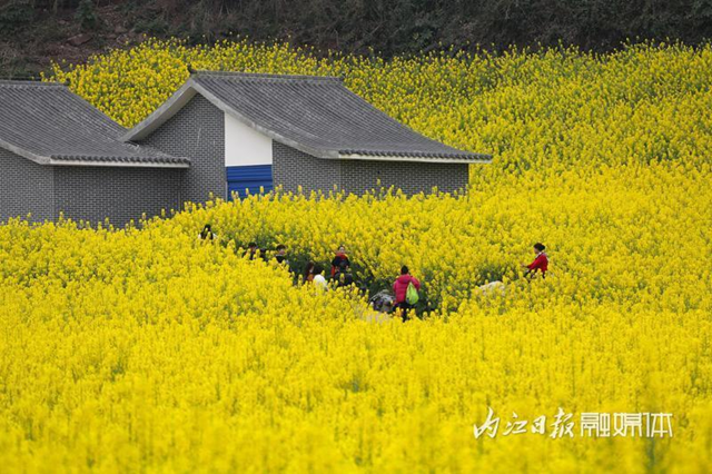 超级出片!内江城边这片“金色花海”等你来打卡(图6) 微信图片_20240311102446.png