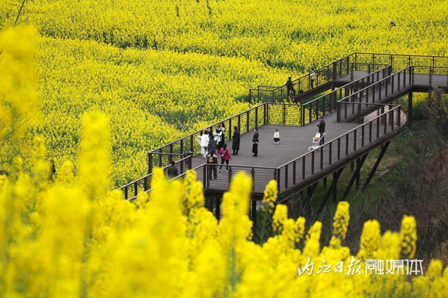 超级出片!内江城边这片“金色花海”等你来打卡(图8) 微信图片_20240311102454.png