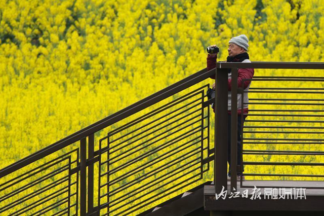 超级出片!内江城边这片“金色花海”等你来打卡(图9) 微信图片_20240311102502.png