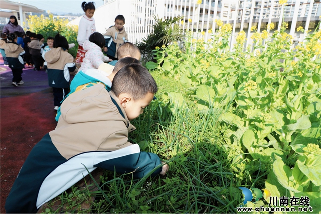 叙永县叙永镇云湖幼儿园开展“春风十里  正‘植’有你”植树节活动