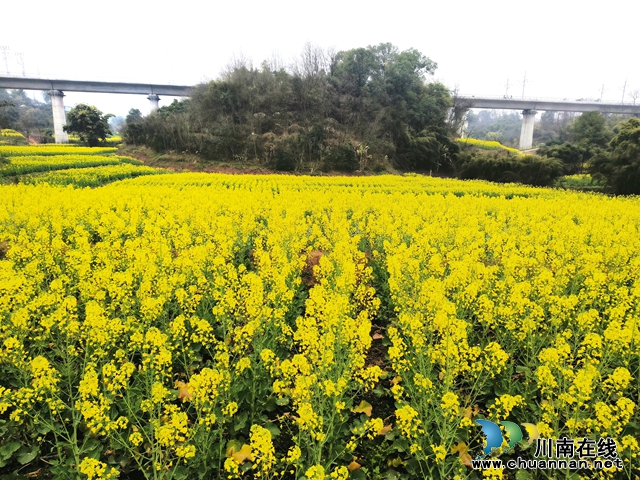 龙马潭区鱼塘街道民主社区：耕地复耕显成效，农民喜上心头绕