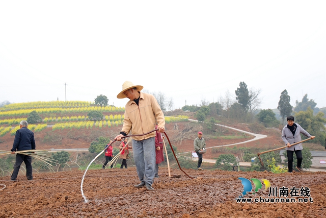 龙马潭：高粱集中育秧，助力春耕生产