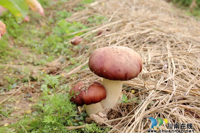 龙马潭：套种大球盖菇开园采摘 撑起农村集体经济“致富伞”