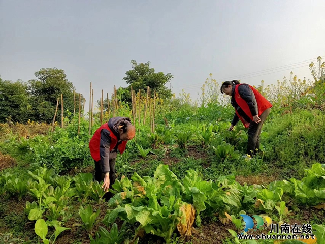 泸县玉蟾街道：开展春季禁种铲毒 提升全民禁毒意识