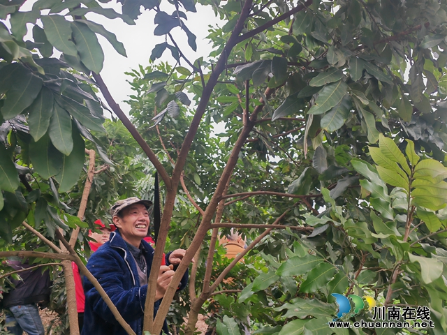 泸县：培训高接高换技术 打造中国晚熟龙眼之乡