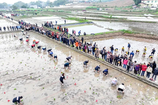 泸州市春分“开秧门”拉开大春粮食栽播序幕