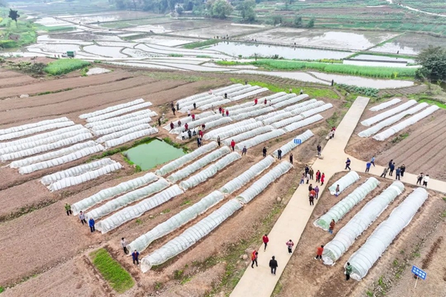 泸州市春分“开秧门”拉开大春粮食栽播序幕(图3) 3.jpg