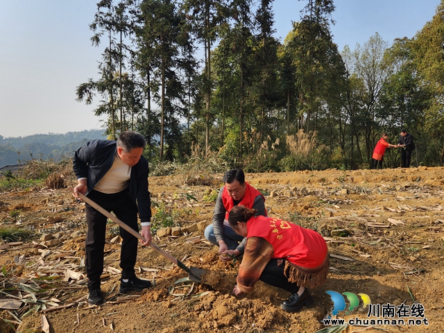 泸县立石镇开展2024年义务植树活动