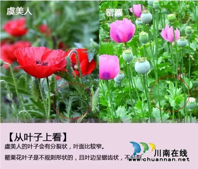 泸县云龙镇：学会分辨“罂”和“虞”，遵纪守法践于行