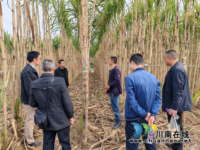 泸县云龙镇到宜宾市长宁县、泸州市江阳区考察学习甘蔗产业发展工作