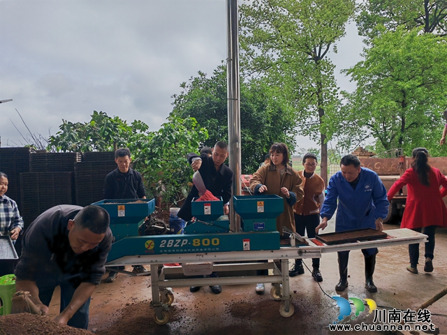做强农业“芯片” 推进种业振兴 | 泸县今年全县杂交水稻制种面积2.86万亩