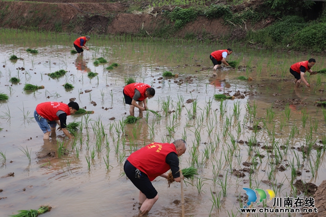 泸县天兴镇：志愿服务到田间，助农插秧耕种忙