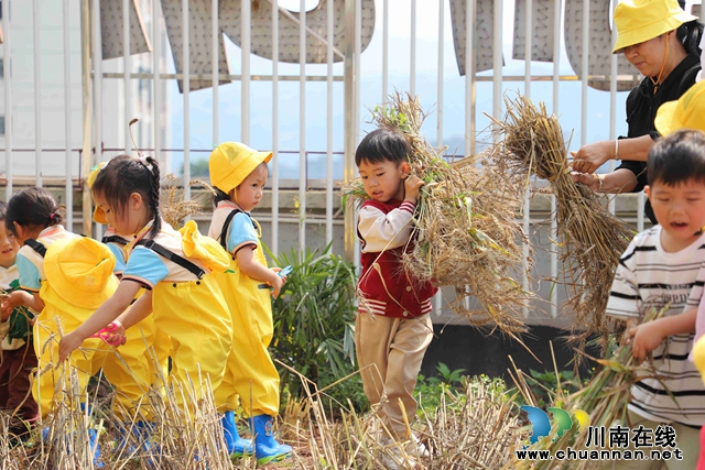 叙永县叙永镇云湖幼儿园开展“小麦成熟了”劳动实践活动