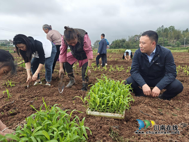 宜宾南溪区长兴镇：人大代表助力春耕 履职担当彰显为民本色