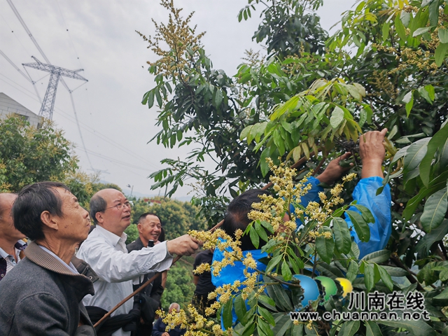 龙眼专家现场授技 泸县擦亮泸县“中国晚熟龙眼之乡”招牌