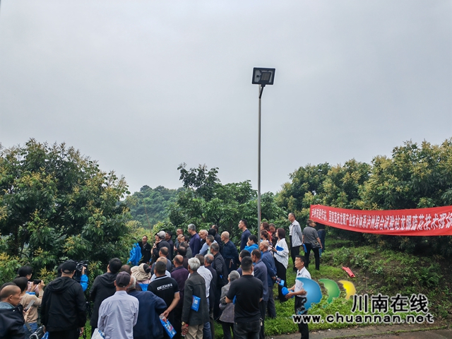 泸县龙眼疏花现场培训（曾佐然摄）.jpg