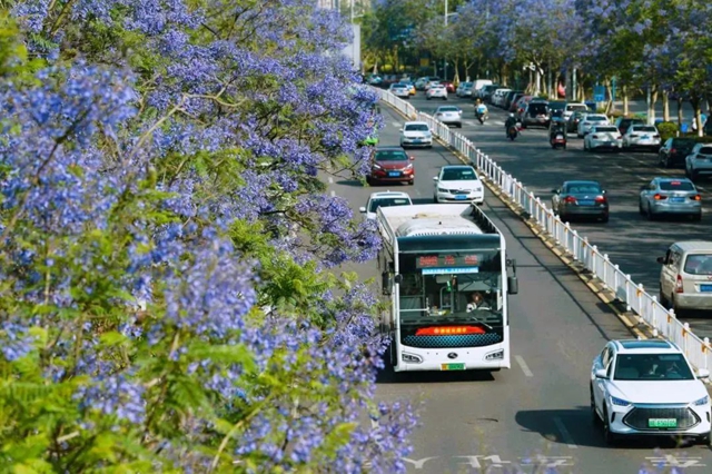 又见蓝花楹~泸州公交带您轻松出行惬意赏花！