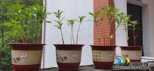 合江县先滩镇关口实验学校科学实验绽新花