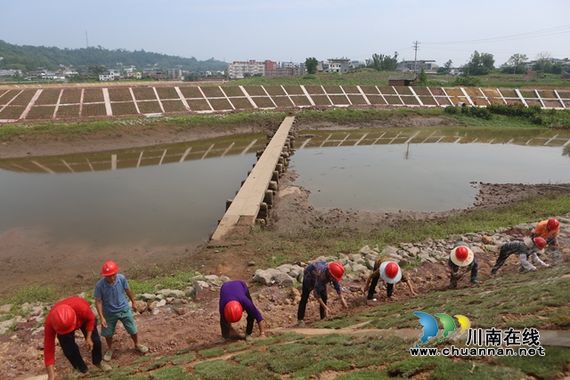 堤防工程铺设草坪（曾佐然摄）.JPG
