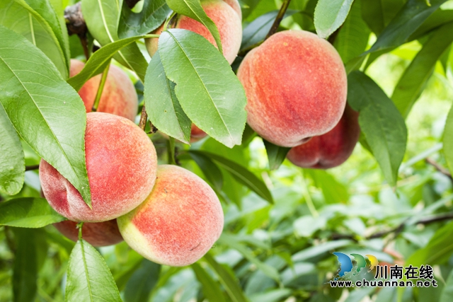 泸县：夏桃挂满枝，果农笑开颜