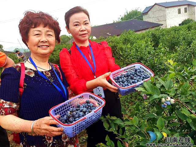 “莓”好生活“蓝”不住 | 泸州方山村：六旬老人种蓝莓，乐了游客“鼓”钱袋