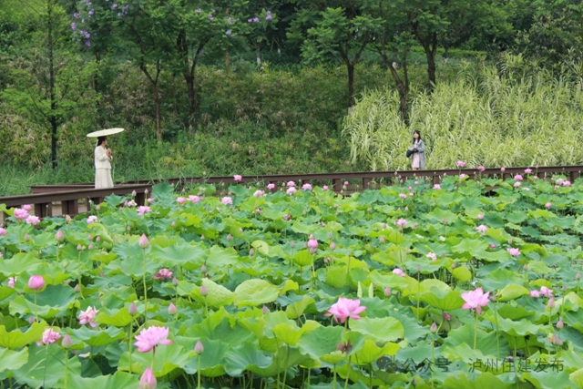【多图】周末约起来~泸州市植物园“太空荷花”开得正艳(图8) 微信图片_20240531094753.jpg