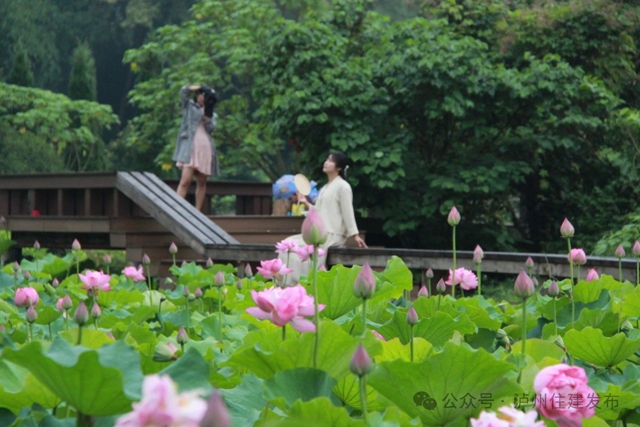 【多图】周末约起来~泸州市植物园“太空荷花”开得正艳(图10) 微信图片_20240531094801.jpg