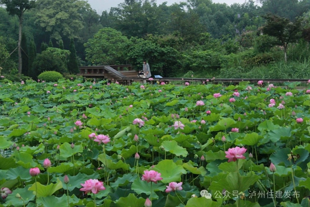 【多图】周末约起来~泸州市植物园“太空荷花”开得正艳(图11) 微信图片_20240531094806.jpg