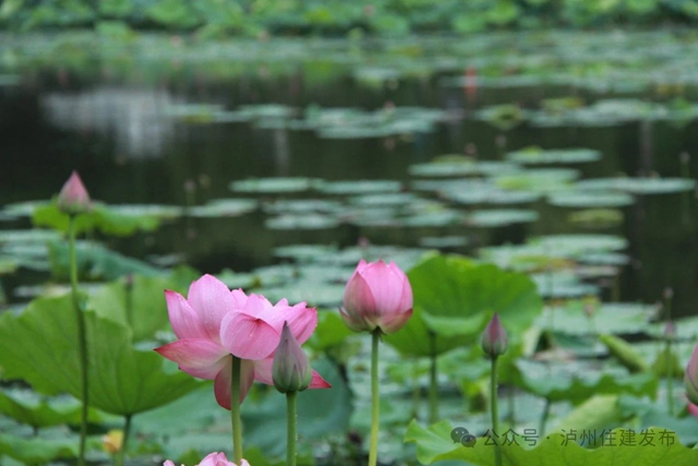 【多图】周末约起来~泸州市植物园“太空荷花”开得正艳(图1) 微信图片_20240531094724.jpg