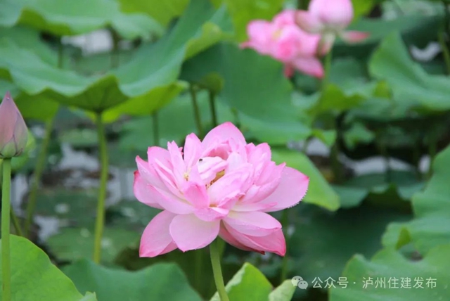 【多图】周末约起来~泸州市植物园“太空荷花”开得正艳(图2) 微信图片_20240531094729.jpg