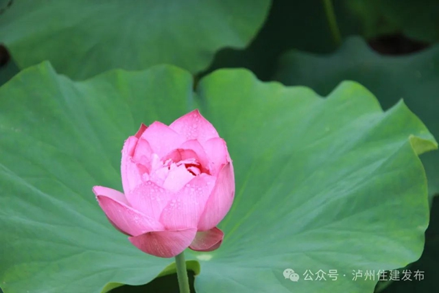 【多图】周末约起来~泸州市植物园“太空荷花”开得正艳(图3) 微信图片_20240531094732.jpg