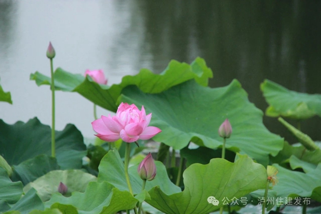 【多图】周末约起来~泸州市植物园“太空荷花”开得正艳(图5) 微信图片_20240531094740.jpg