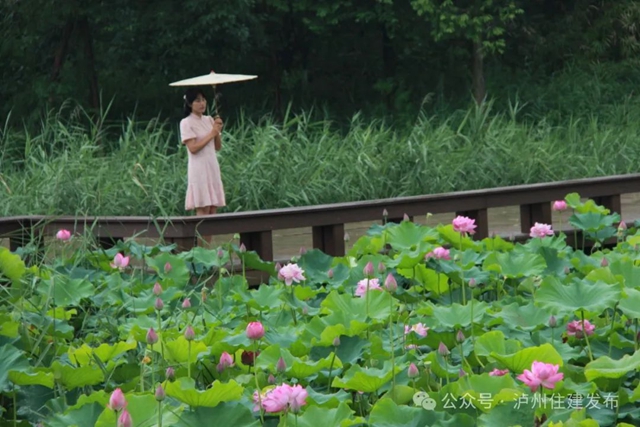 【多图】周末约起来~泸州市植物园“太空荷花”开得正艳(图6) 微信图片_20240531094745.jpg