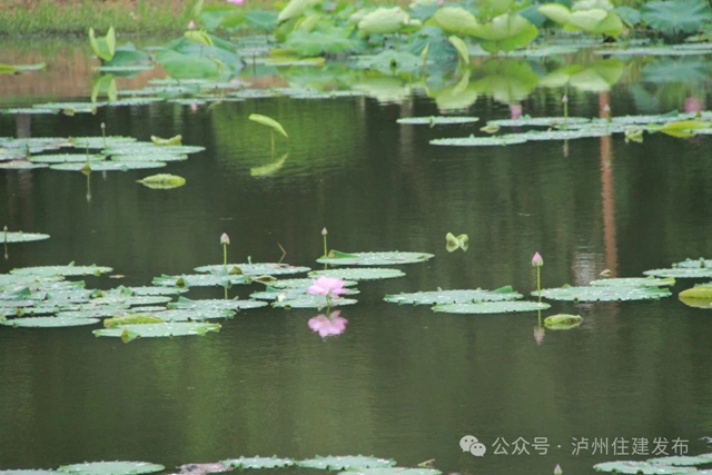 【多图】周末约起来~泸州市植物园“太空荷花”开得正艳(图12) 微信图片_20240531094811.jpg