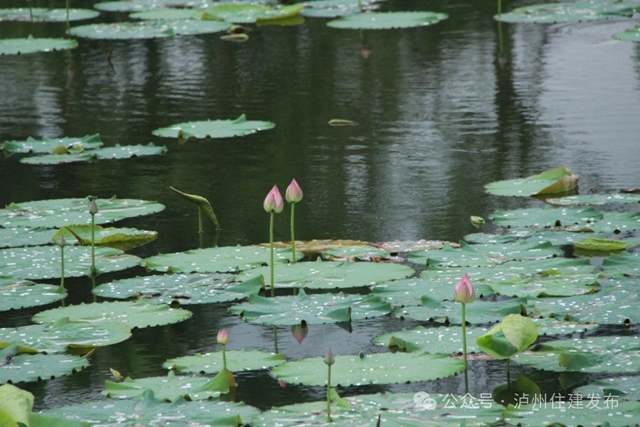 【多图】周末约起来~泸州市植物园“太空荷花”开得正艳(图14) 微信图片_20240531094820.jpg