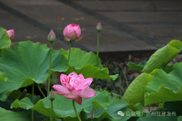 【多图】周末约起来~泸州市植物园“太空荷花”开得正艳(图15) 微信图片_20240531094825.jpg