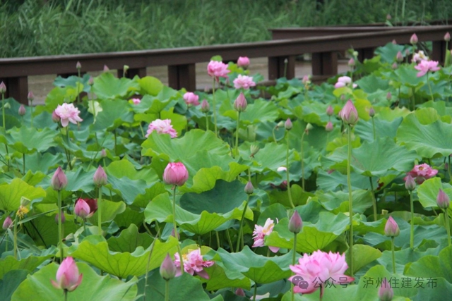 【多图】周末约起来~泸州市植物园“太空荷花”开得正艳(图16) 微信图片_20240531094836.jpg