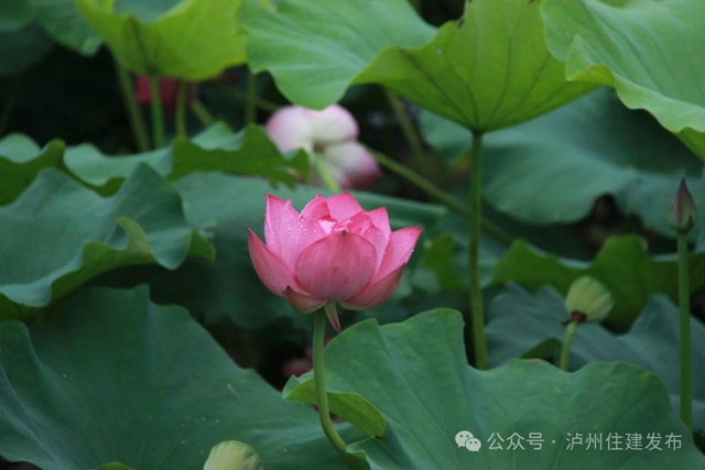 【多图】周末约起来~泸州市植物园“太空荷花”开得正艳(图18) 微信图片_20240531094840.jpg